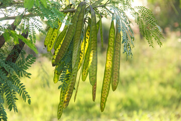 Petai tree or Leucaena leucocephala which produces young green petai fruit