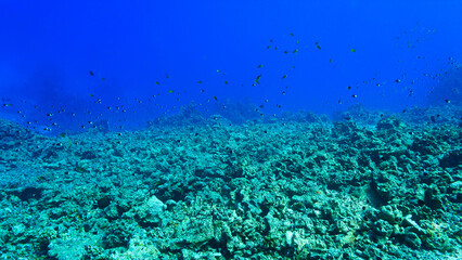 Climate change - Dead coral reef. From a scuba dive in the Red Sea in Egypt. 