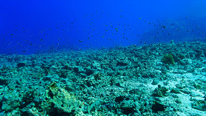 Climate change - Dead coral reef. From a scuba dive in the Red Sea in Egypt. 