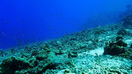 Climate change - Dead coral reef. From a scuba dive in the Red Sea in Egypt. 