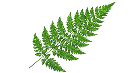 A vibrant green fern frond with delicate leaves.