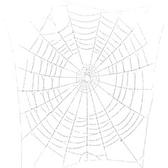 spiderweb, delicate detailed web with fine silk strands glistening in light, realistic artistic illustration symbolizing connection and nature’s geometry