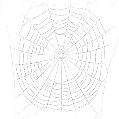 spiderweb, delicate detailed web with fine silk strands glistening in light, realistic artistic illustration symbolizing connection and nature’s geometry