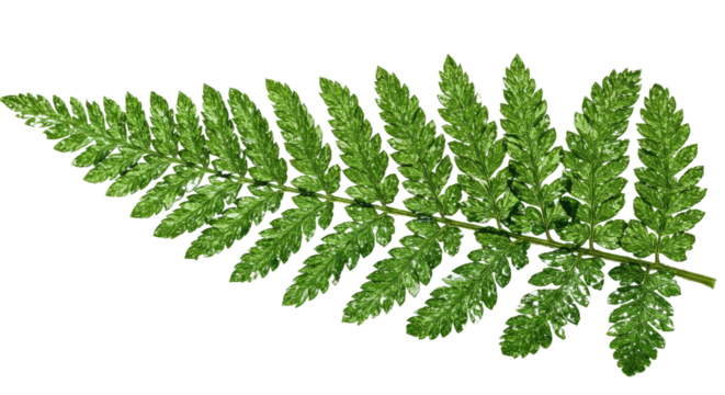 A vibrant green fern frond with intricate details 2.