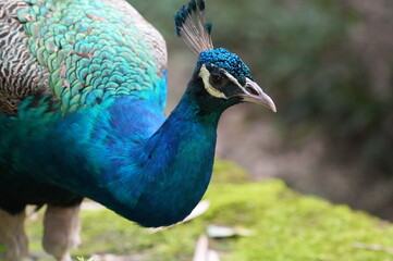 Obraz premium portrait of a peacock