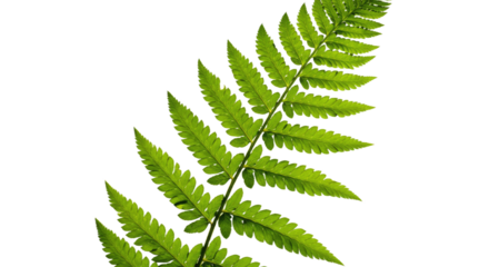 A vibrant green fern frond with intricate details on a white background.