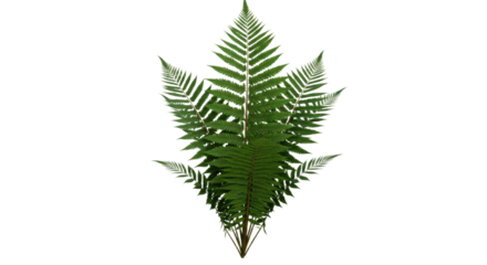 A vibrant green fern frond with intricate details.