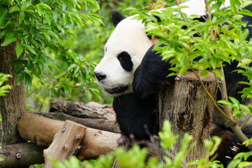 giant panda bear resting © Ibrahim
