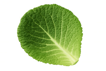 Green lettuce leaf showing freshness and healthy organic food, isolated with transparent background