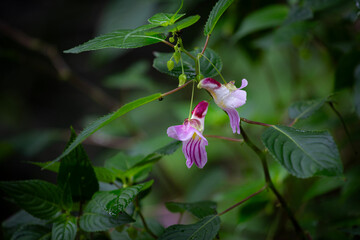 Obraz premium Parrot flower, Delicate Pink White Flower With Green Leaves On A Thin Brown Stem In Nature Setting