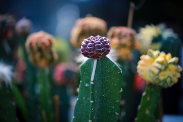 Close-up of Gymnocalycium 'Daydream' cactus among green succulents in a garden.