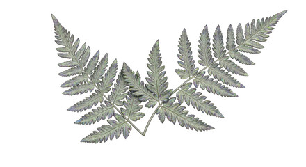 Naklejka premium Close up of a delicate fern frond with intricate details.