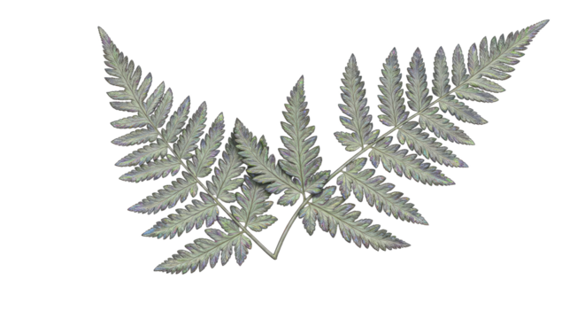 Close up of a delicate fern frond with intricate details.