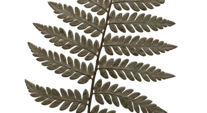 Close up of a detailed fern frond with intricate leaf patterns. - Powered by Adobe