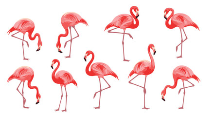 Obraz premium A flock of graceful pink flamingos standing on one leg.