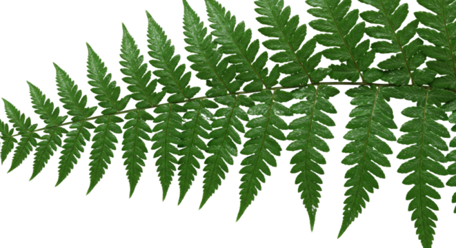 Close up of a green fern leaf with intricate details.