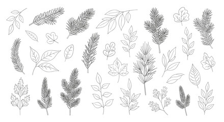 Fototapeta premium A collection of delicate hand drawn botanical elements and leaves.