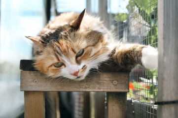 Relaxed cat in catio or outdoor cat run. Calico cat lying on wood bench framed by glass fence and...
