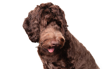Labradoodle head shot with pink tongue sticking out. Perspective view of cute just groomed dog. 1 years old, female, Australian Labradoodle, chocolate. Selective focus. White background.