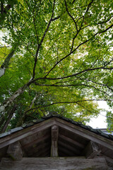 比叡山山頂付近の木々の風景