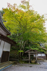 比叡山山頂付近の木々の風景