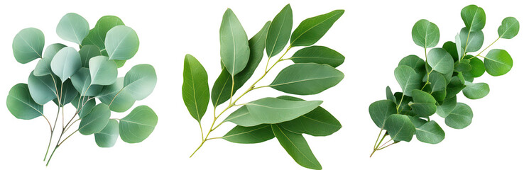 Fototapeta premium Fresh Green Eucalyptus Leaves for Decoration on a Transparent Background