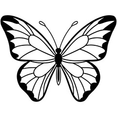 black and white butterfly