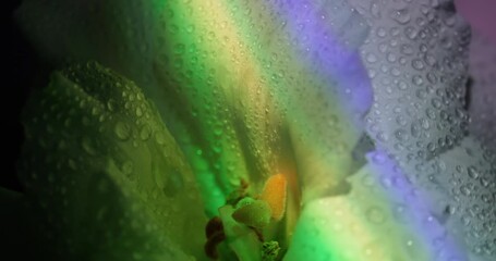 Light flower. Neon water petals. Defocused white purple green color liquid plant rainbow pistils eustoma on abstract dark black art background. - Powered by Adobe