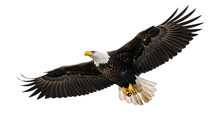 Fototapeta premium Bald eagle in flight with transparent background