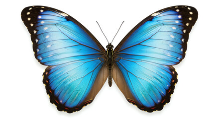 Obraz premium Blue butterfly with open wings on white