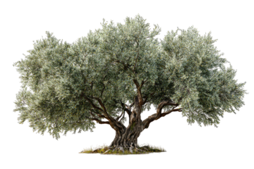 Gnarled olive tree with silvery green leaves, against black
