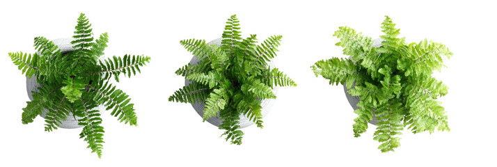 Fern trio, top-down view, green fronds in white pots