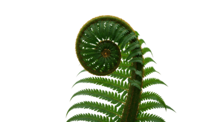 Close up of a vibrant green fern frond unfurling in a spiral pattern 7.