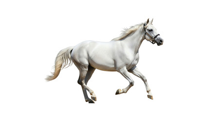 Fototapeta premium White horse running with transparent background
