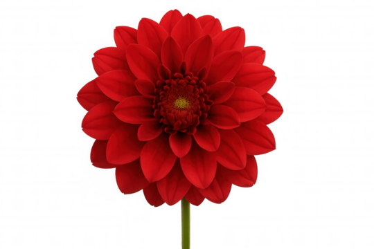 Red dahlia flower isolated on transparent background, showing petals, bloom, and natural beauty
