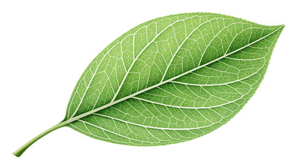 Obraz premium A single green leaf with prominent veins and a textured surface, isolated on a transparent background