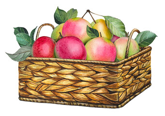 Hand drawn basket of ripe apples and leaves. Watercolor illustration of the harvest.