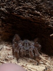 Close-up photo of the black tarantula (Chaetopelma olivaceum) a species of mygalomorph spider.