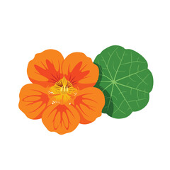 Bright orange nasturtium flower blooms beside a vibrant green leaf, showcasing its delicate petals and natural beauty in a botanical setting.