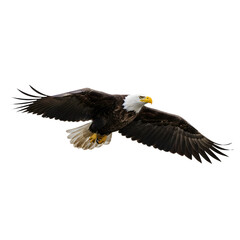 Obraz premium Isolated Eagle 