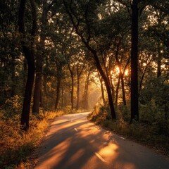 Serene Forest Pathway with Sunlight Filtering Through Trees
