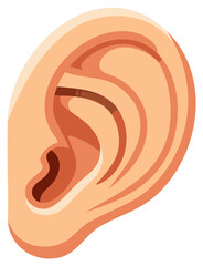 Stylized ear illustration featuring human anatomy and auricular structure