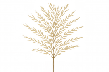 Pampas dry grass botanical element for minimalist decoration, beige fluffy plant on transparent background