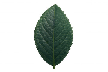 Obraz premium Green leaf illustrating botany and plant life, showing ecology, nature, and organic growth, isolated with transparent background