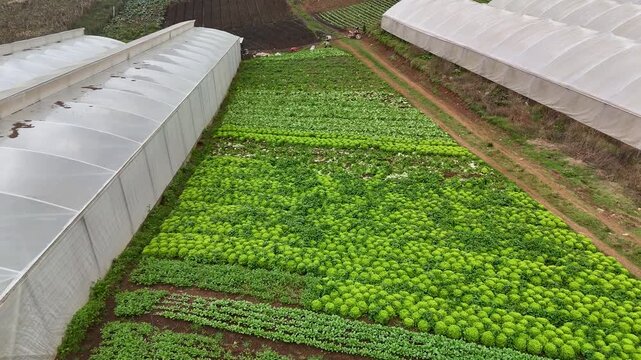 Aerial view of a green cabbage field situated between commercial greenhouses in El Salvador, 4K