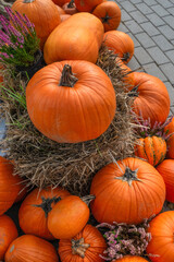 Harvest display of pumpkins. Fall season.
