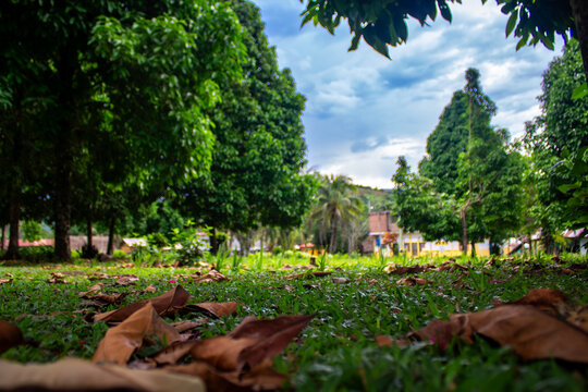 arboles de un parque en la selva del peru