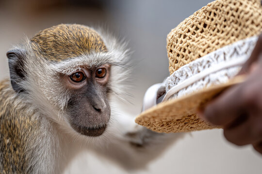 A monkey stealing a hat from a tourist at the zoo