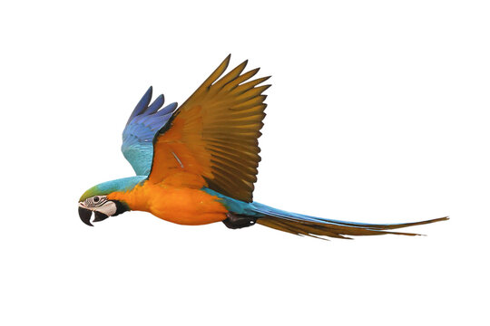 Colorful flying Blue and Gold Macaw parrot isolated on transparent background png file
