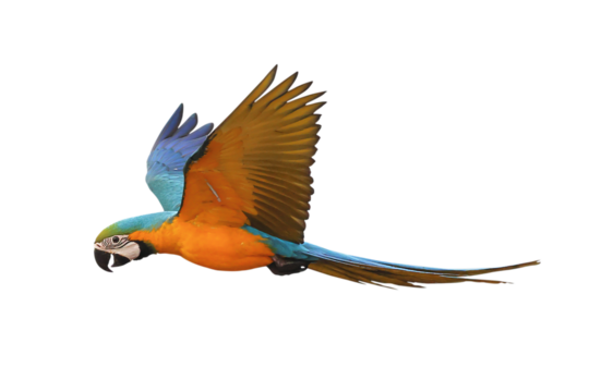 Colorful flying Blue and Gold Macaw parrot isolated on transparent background png file